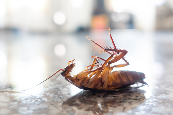 教你怎样消灭蟑螂才会更有效果？