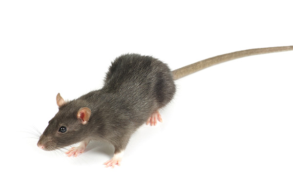 防治老鼠侵害需从生活细节来着手