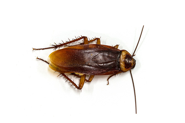 蟑螂有什么危害，我们该如何快速消灭它？