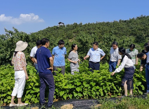 山东省蚕桑产业技术体系2021 年度考评会 暨饲料桑产业发展研讨会在招远召开 山东省蚕桑产业技术体系2021 年度考评会 暨饲料桑产业发展研讨会在招远召开