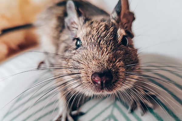 夏天老鼠在家中活动猖獗该怎么办？