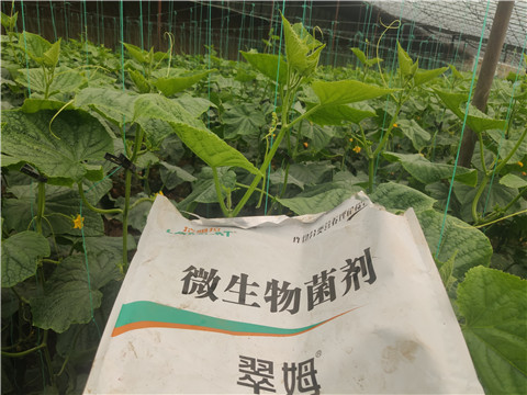 水溶肥是否能增产，看看种植户王大哥怎么说
