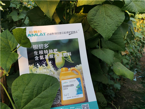 水溶肥选对豆角能增产？请看这里