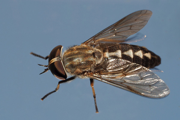 苍蝇的危害有哪些，怎样才能够有效消灭它们？