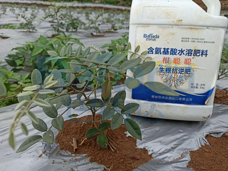 水溶肥在山豆根上使用如何？山豆根種植技術