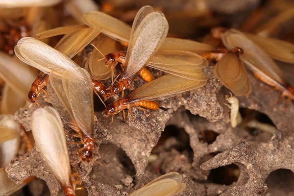 家里有白蚁怎么办，能消灭它们吗？
