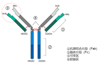 2022年抗体科研试剂行业发展战略规划指导研究及市场规模增长率分析预测