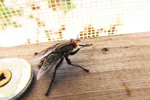 夏天苍蝇到处飞，要怎样才能将它消灭呢？