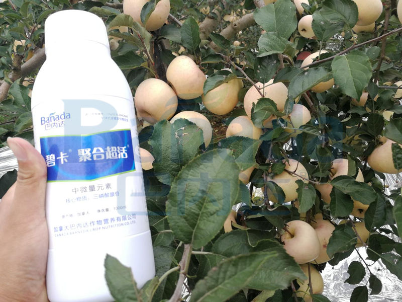 苹果苦痘病的发生原因？该怎样施肥料？
