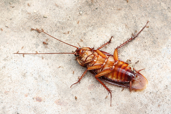 家庭消灭蟑螂都有哪些好办法？