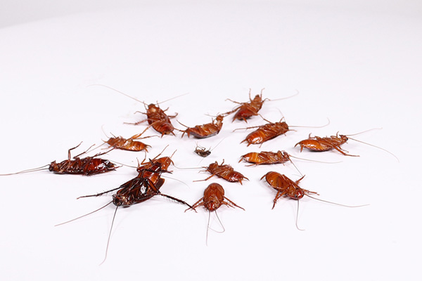 家庭消灭蟑螂都有哪些好办法？