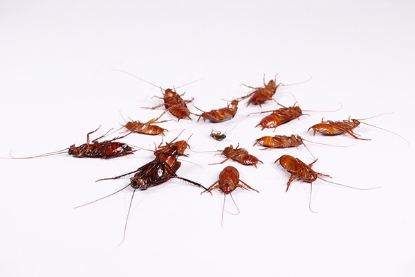 家里的蟑螂怎样才能快速消灭？