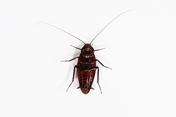 家里的蟑螂怎样才能快速消灭？