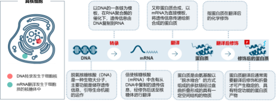 2022年蛋白质组学行业上中下游产业链重点企业发展战略研究及市场投资规模可行性评估预测
