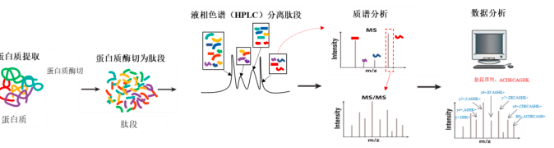 2022年蛋白质组学行业上中下游产业链重点企业发展战略研究及市场投资规模可行性评估预测