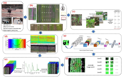 Resonon | Hyperspectral remote sensing to assess weed competitiveness in maize farmland ecosystems