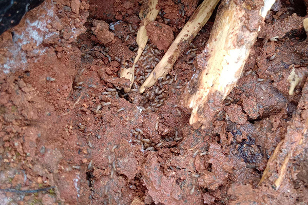 细数白蚁的五大危害，你都知道哪些？