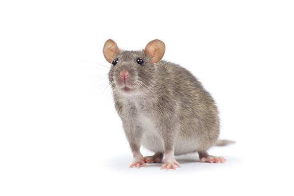 家里出现老鼠，有哪些好办法能够消灭它们？