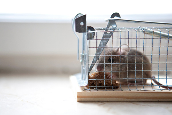 家里出现老鼠，有哪些好办法能够消灭它们？