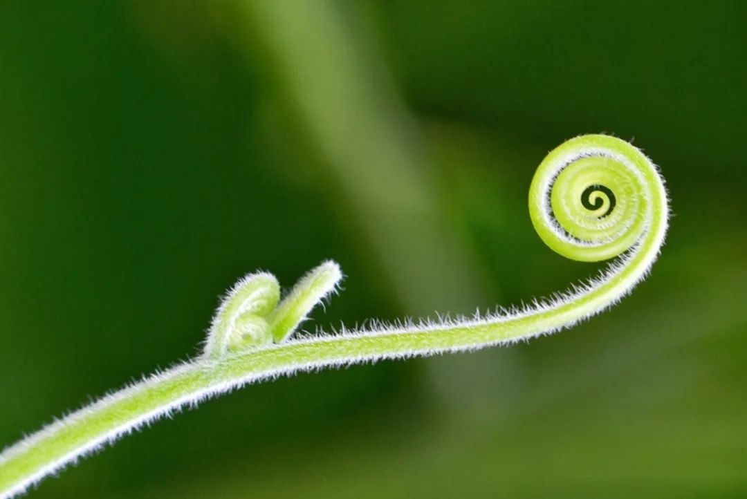 植物中的幾何之美