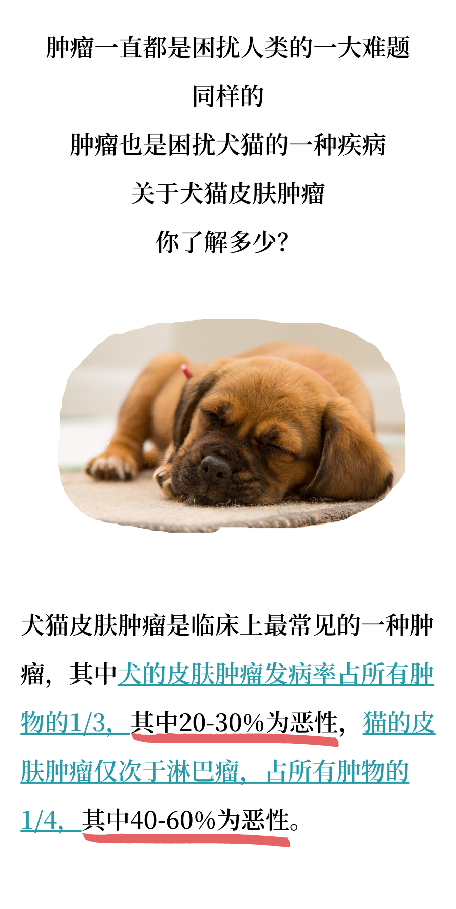 犬猫常见皮肤肿瘤知识，你知道多少？