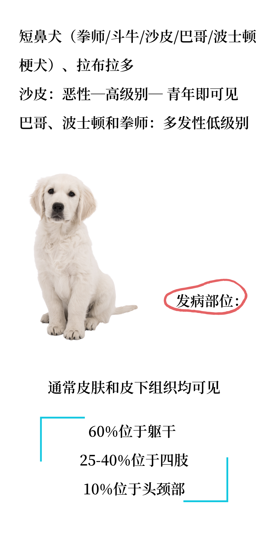 犬猫常见皮肤肿瘤知识，你知道多少？