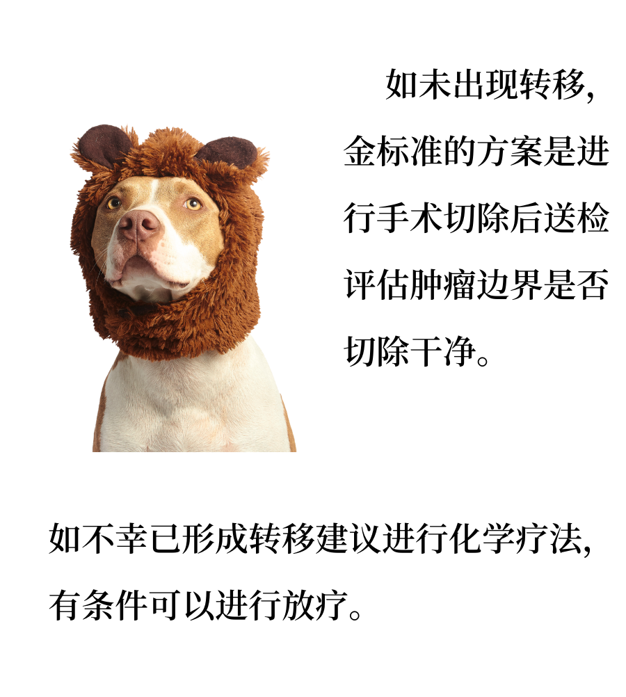 犬猫常见皮肤肿瘤知识，你知道多少？