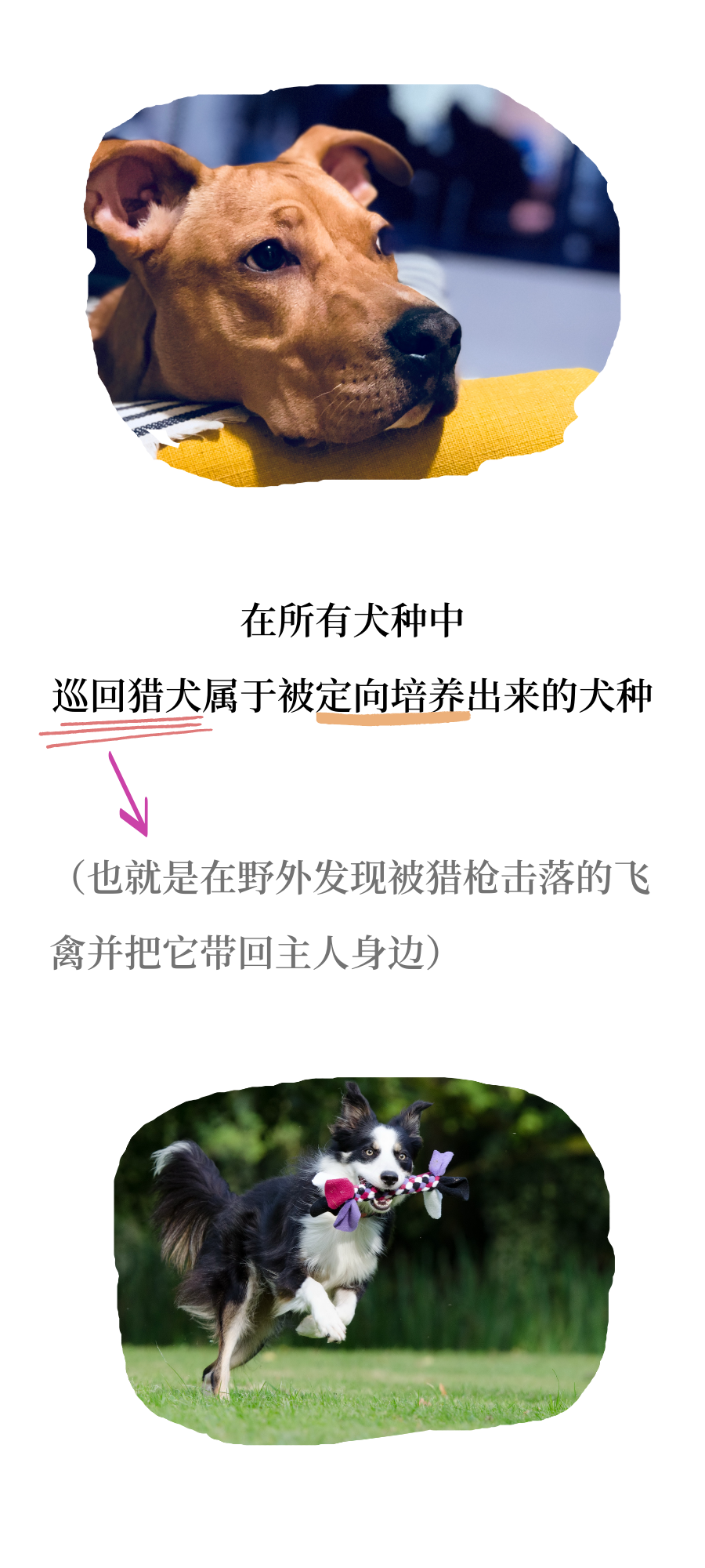 为什么狗狗在家乖，出门就不乖了？