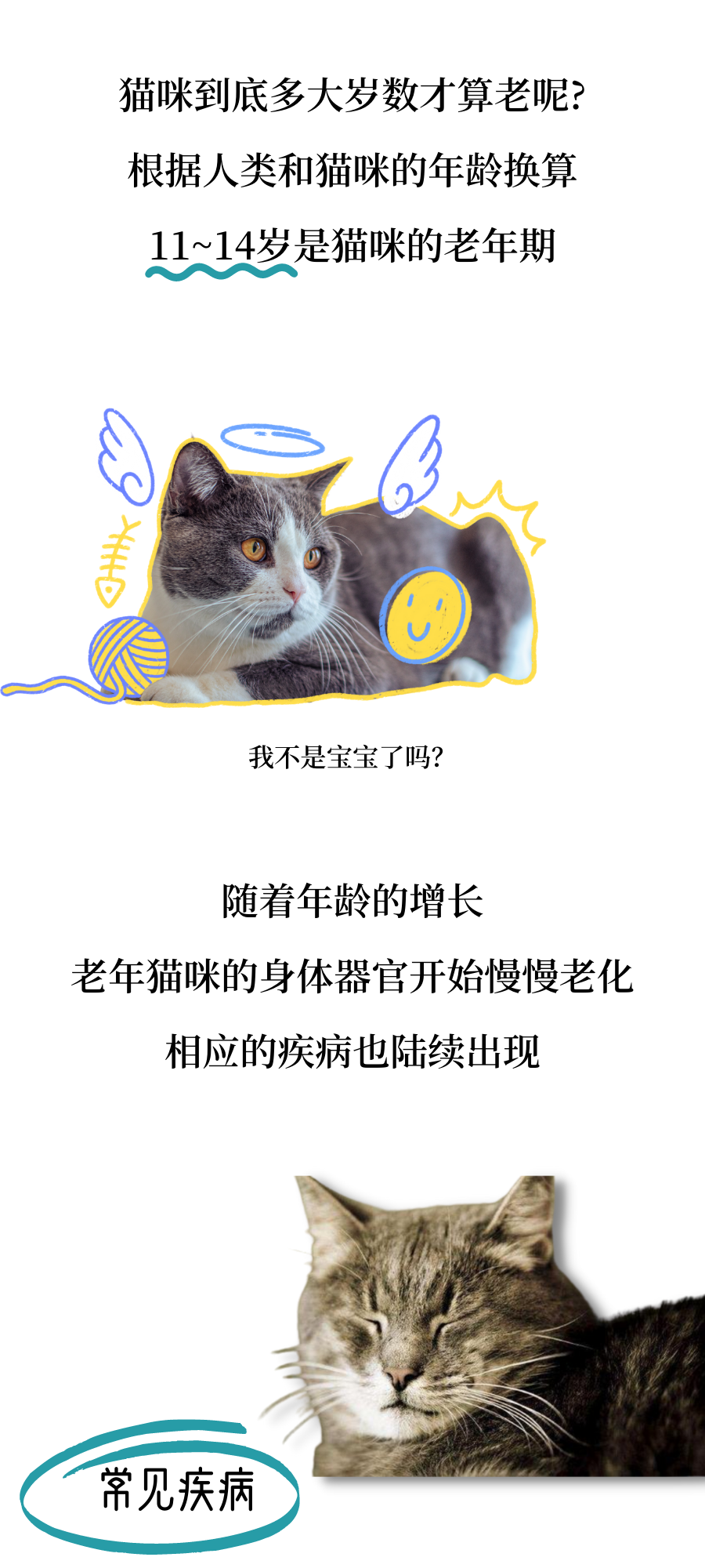 猫猫：当我老了……