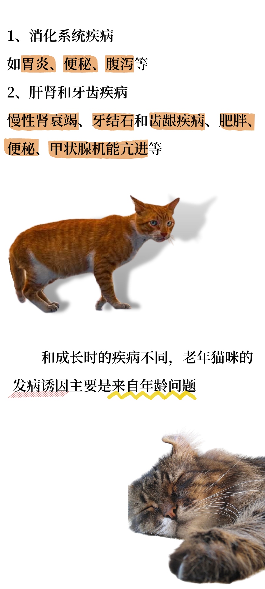 猫猫：当我老了……