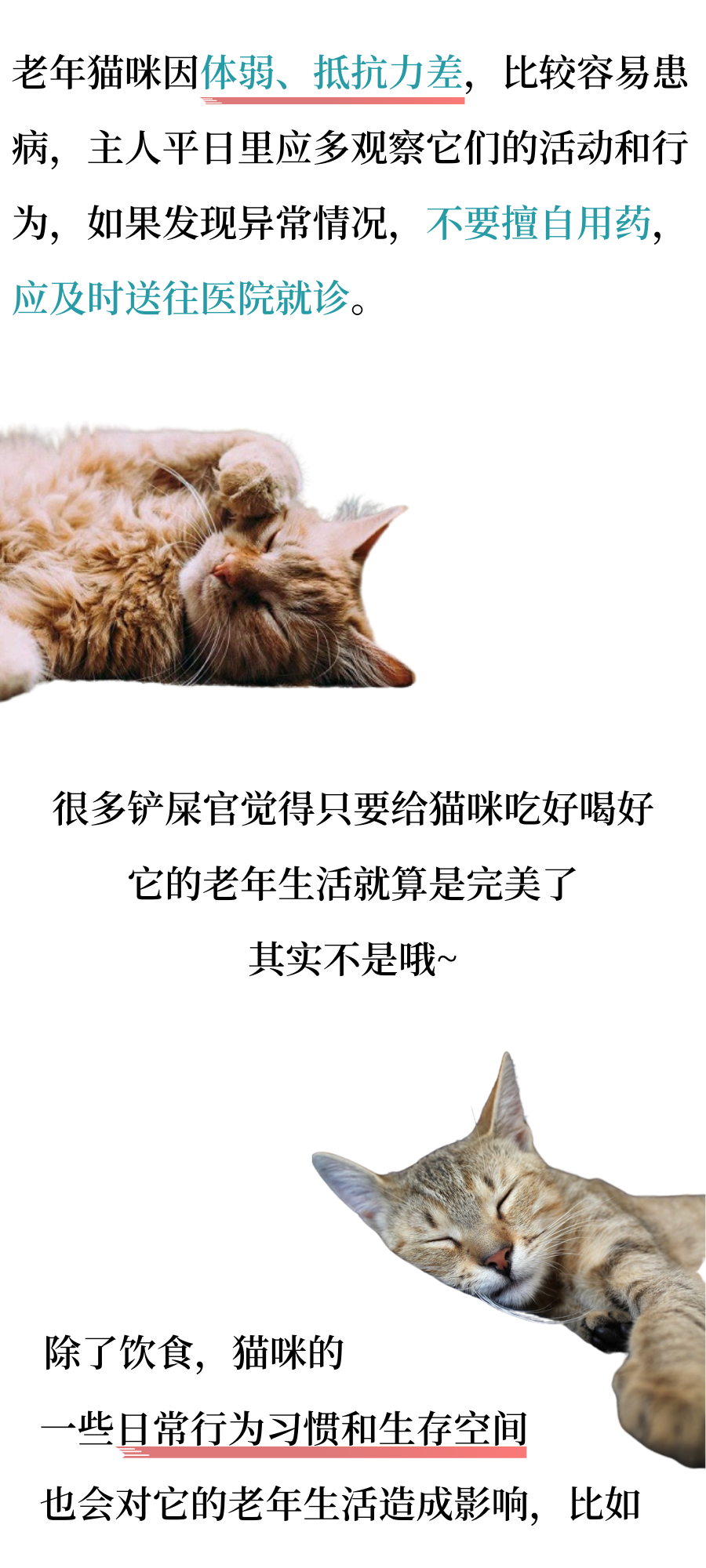 猫猫：当我老了……