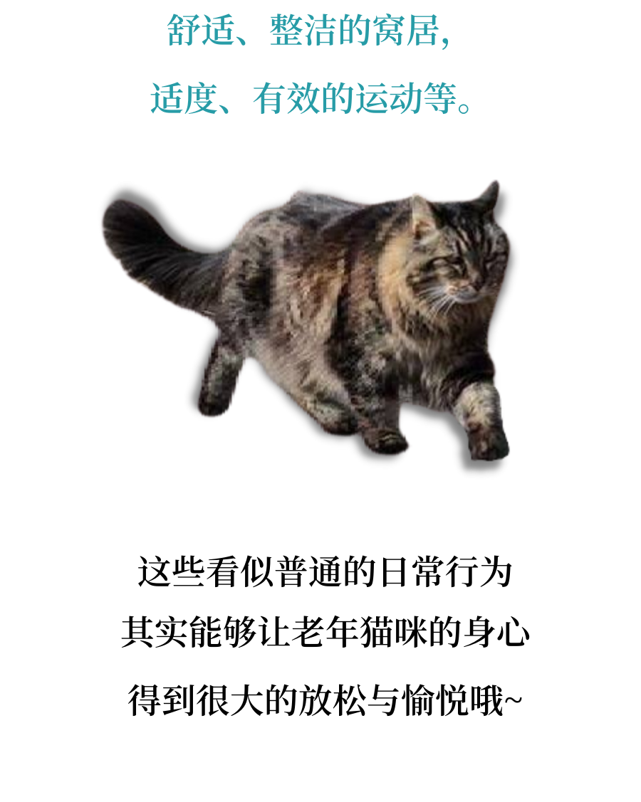 猫猫：当我老了……