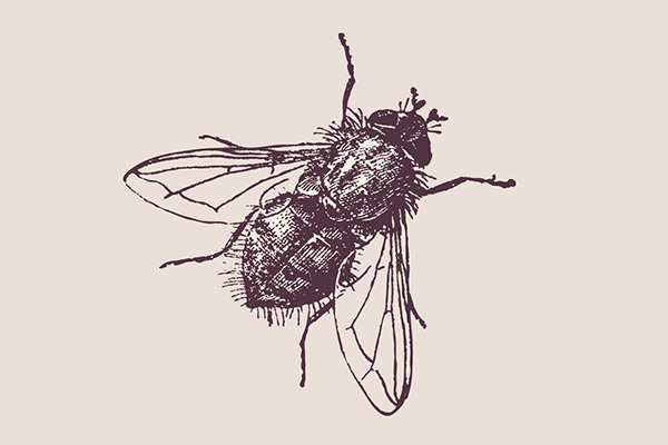 遭受苍蝇侵害怎么办，怎样才能消灭它们？