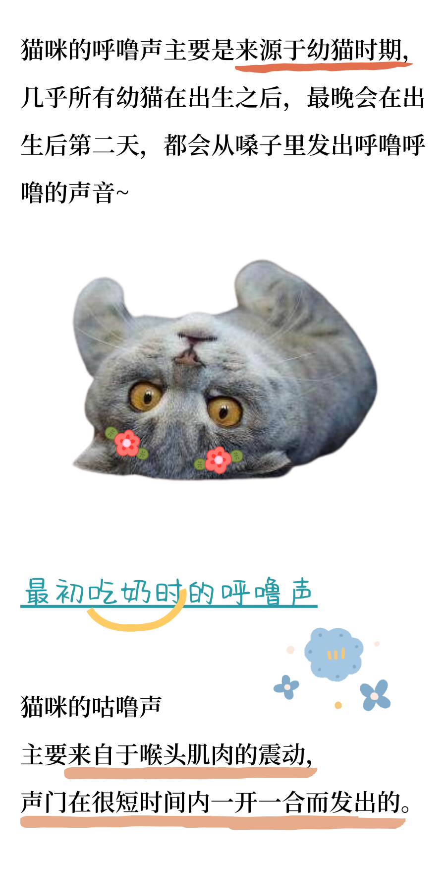 猫咪打呼噜是在回应对方？