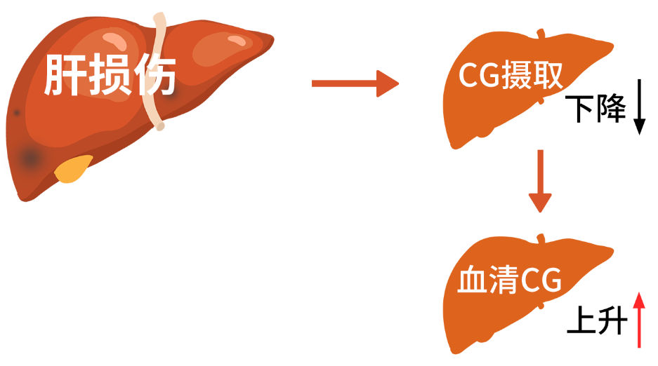 原料篇 | 甘胆酸（CG）评价肝胆疾病的指标之一