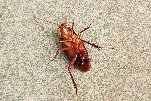 为什么你家里的蟑螂老是消灭不干净？