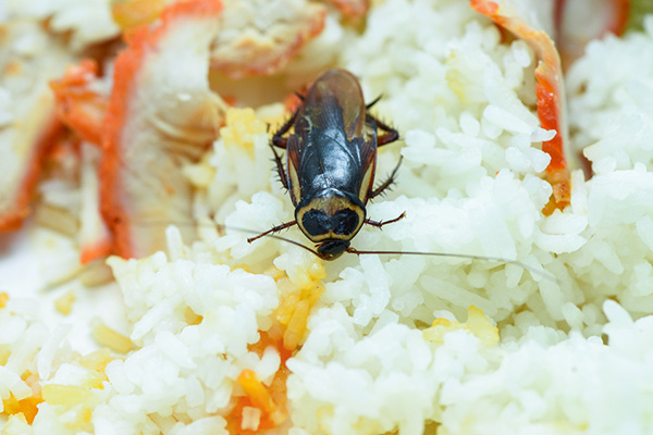 厨房蟑螂太多，有什么办法可以彻底根除呢？