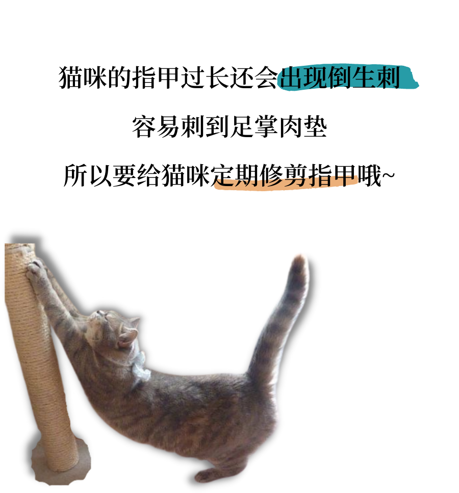 喵：我可以拒绝吗？