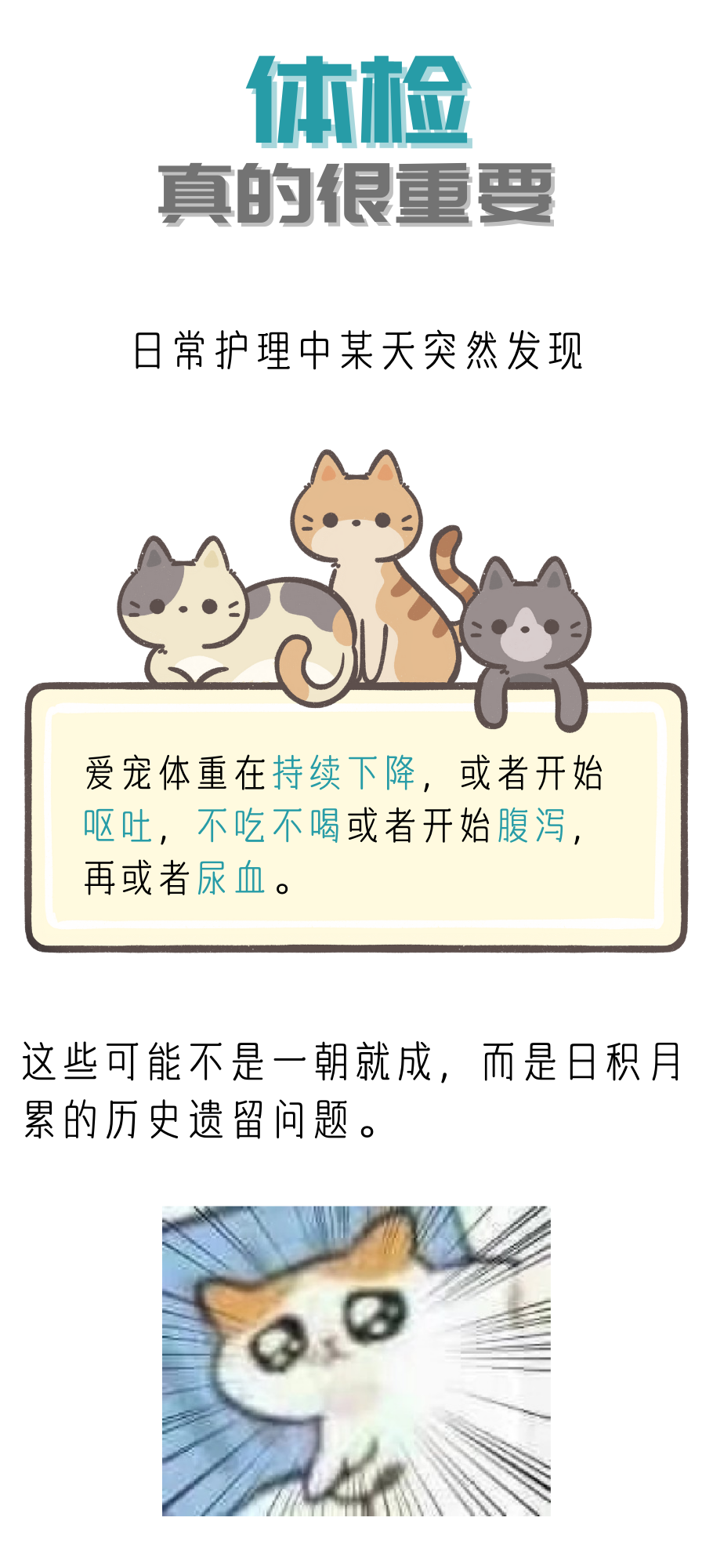 出现这些症状，就代表你的猫咪需要体检了！