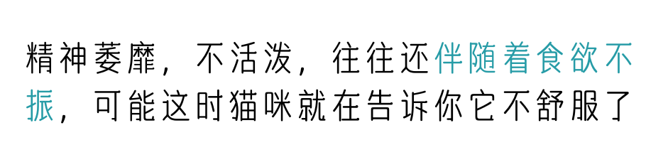 出现这些症状，就代表你的猫咪需要体检了！