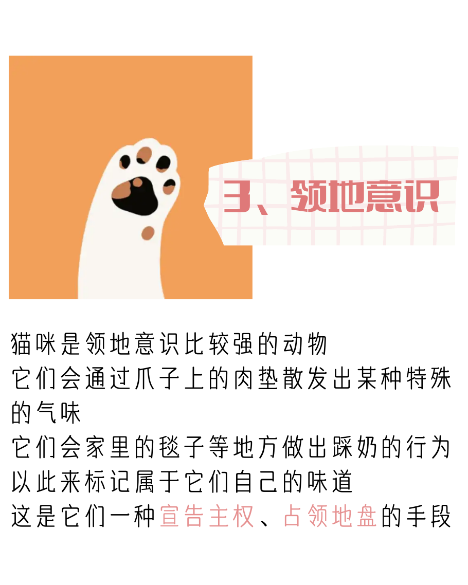 猫咪为什么会“踩奶”？这些真相你必须知道