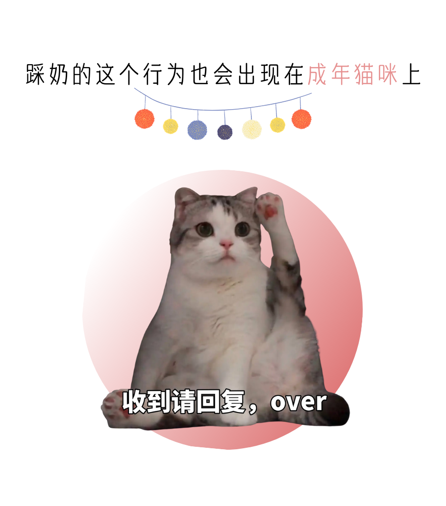 猫咪为什么会“踩奶”？这些真相你必须知道