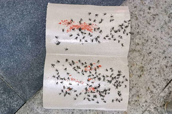 夏天厨房苍蝇太多怎么办，如何才能消灭它们？