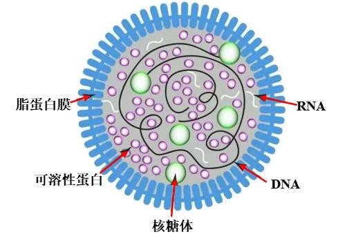 集約化蛋雞養(yǎng)殖的MS系統(tǒng)防控方案