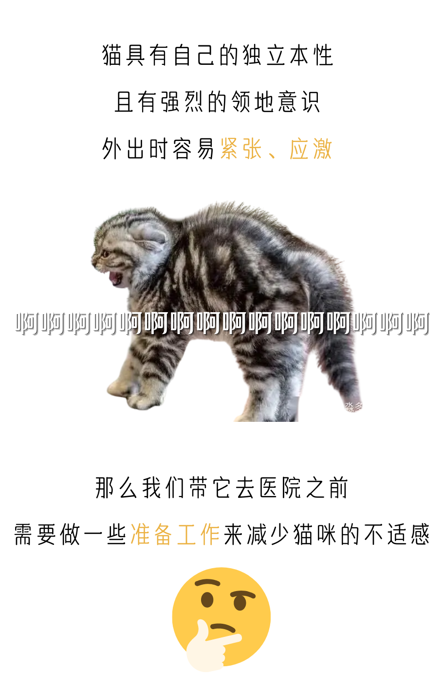 做好以下几点，轻松带猫出门体检