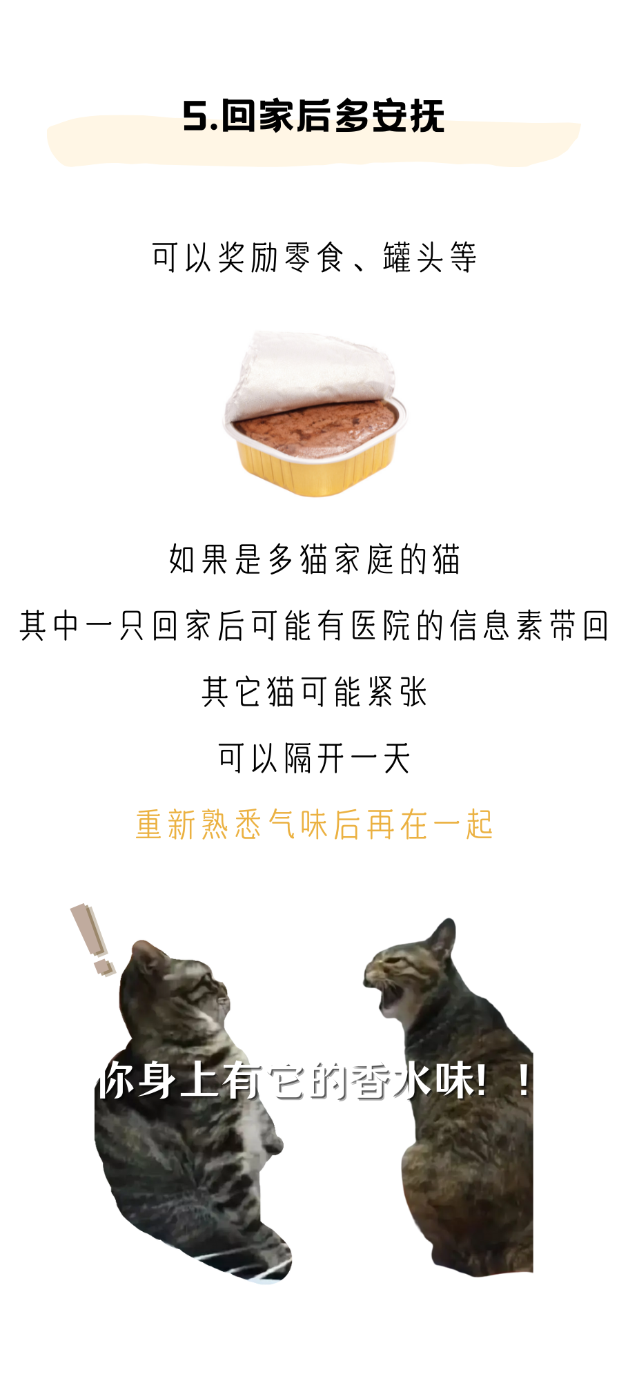 做好以下几点，轻松带猫出门体检