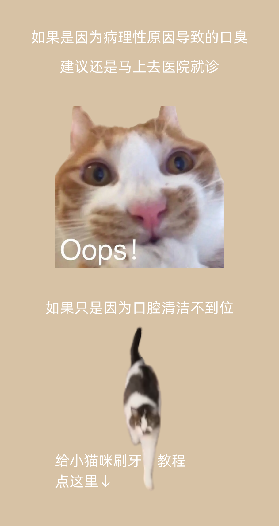 不要再亲你的猫了！！！