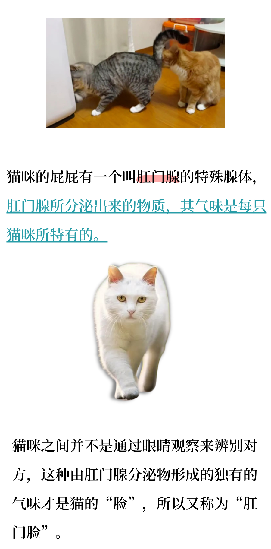 为什么小猫咪都那么重口味呢？