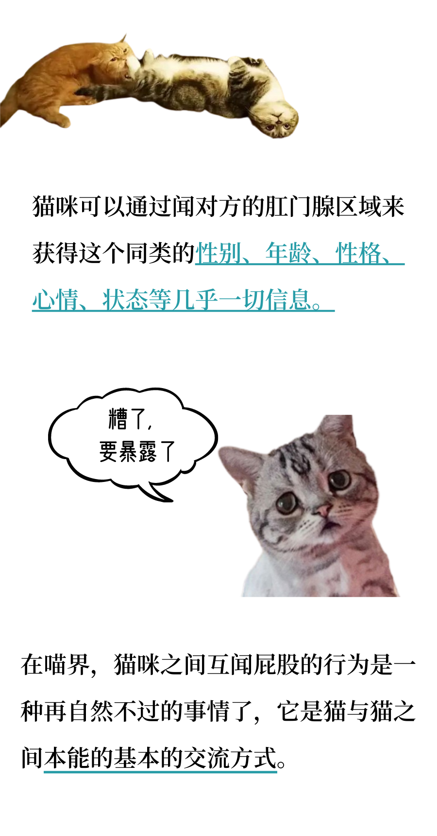 为什么小猫咪都那么重口味呢？