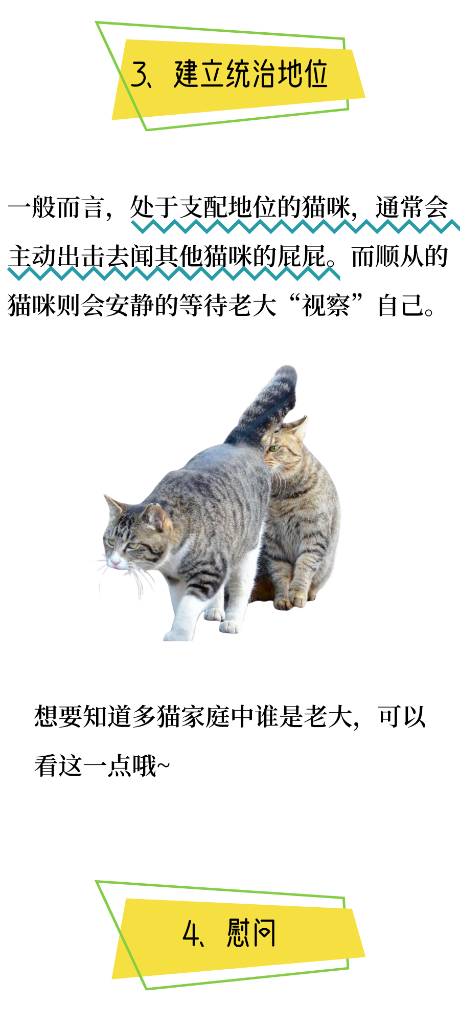 为什么小猫咪都那么重口味呢？